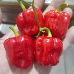 10 Merk Habanero Terbaik untuk Lidah Anda