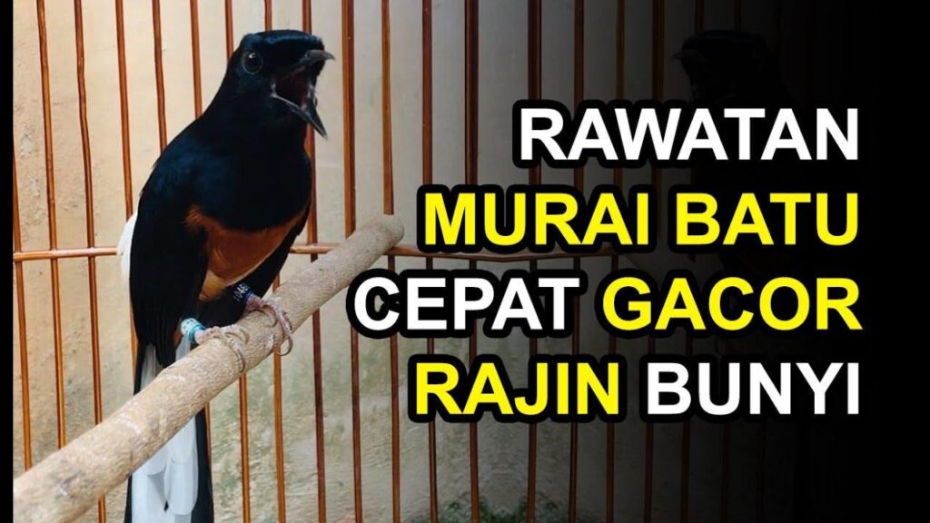 10 Tips Agar Burung Gacor Bagus Setiap Hari