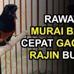 10 Tips Agar Burung Gacor Bagus Setiap Hari